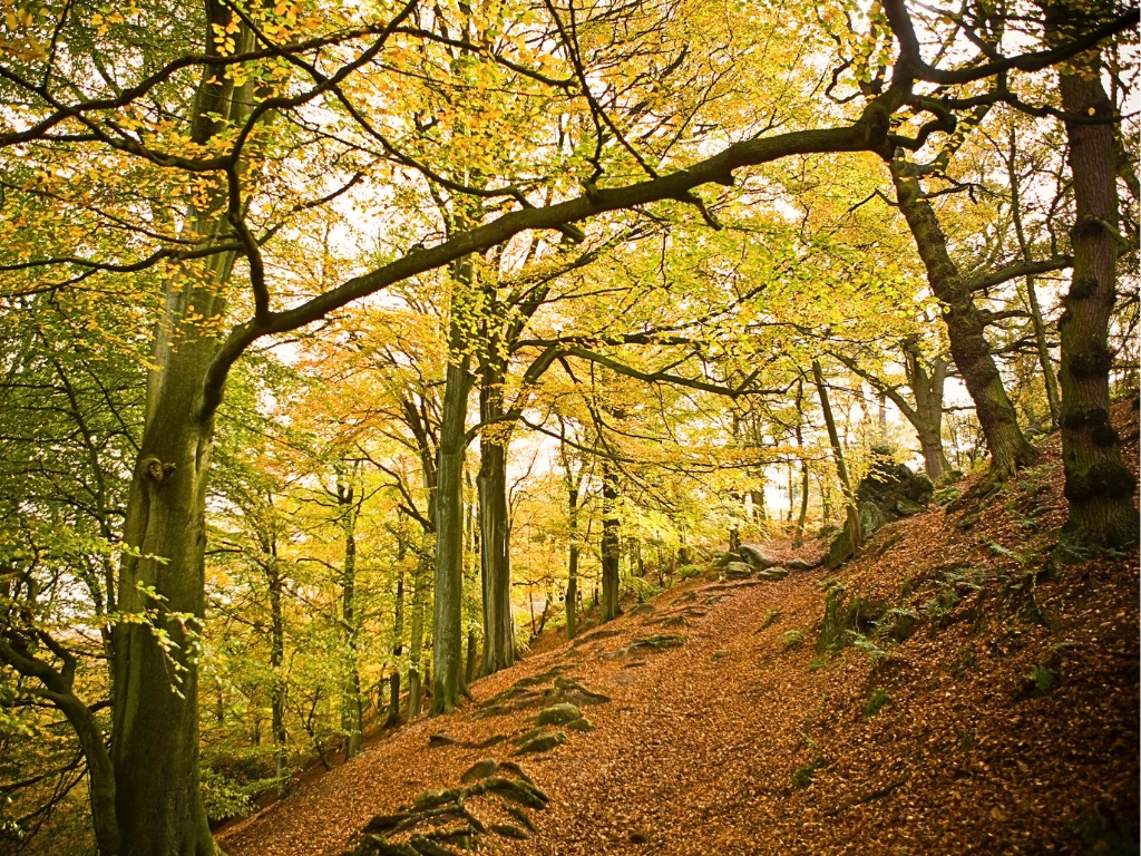 Bosque de otoño