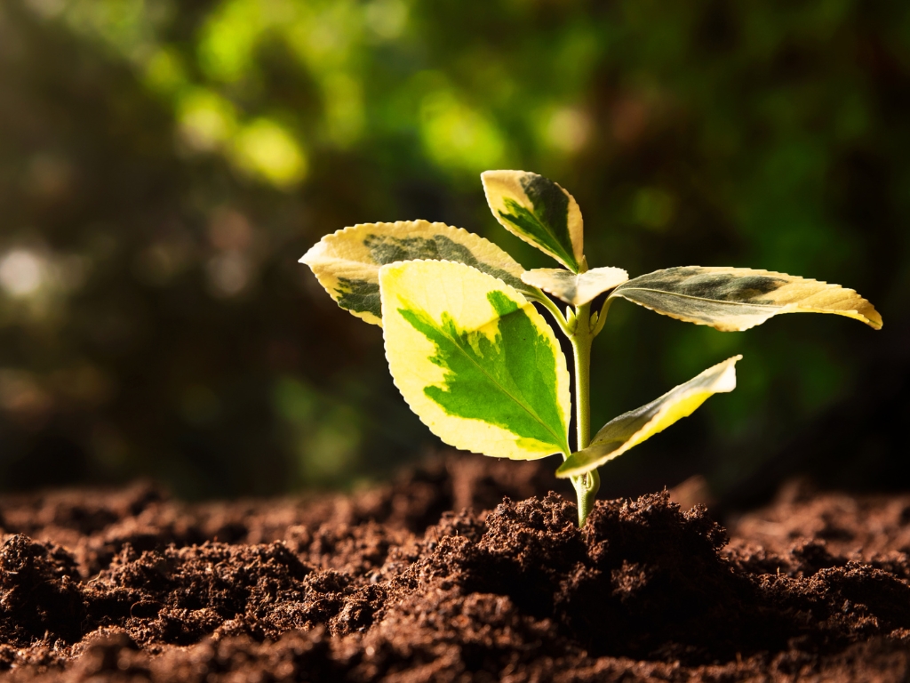 Brote de hoja verde y amarilla sale de la tierra