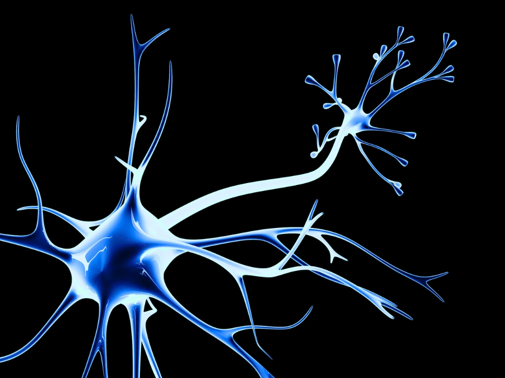 neurona
